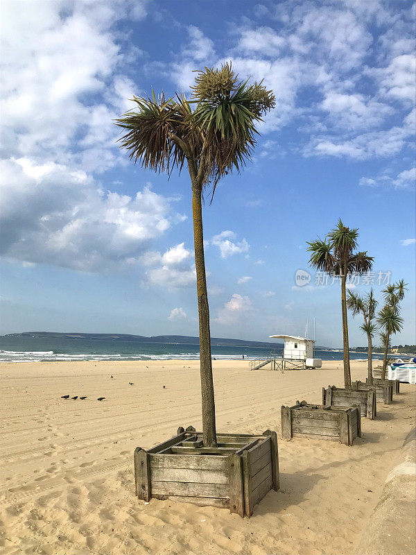 伯恩茅斯海滩上生长的热带棕榈树，英国海岸线的海边，卷心菜棕榈树，绿色叶子的卷心菜树/香茅，英国侏罗纪海岸的托贝/托基香茅棕榈树，还有救生员小屋